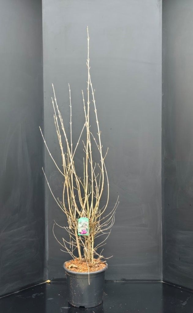 Callicarpa bodinieri 'Profusion', D 32