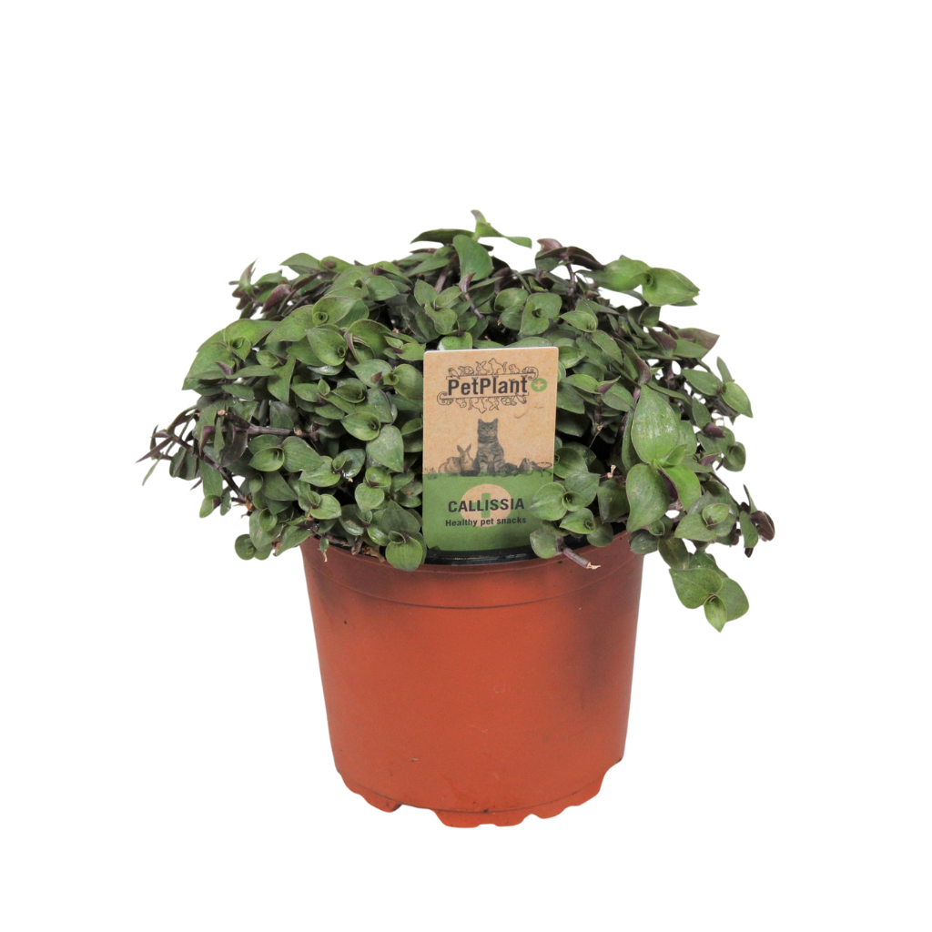 Calissia repens PetPlant, D 12