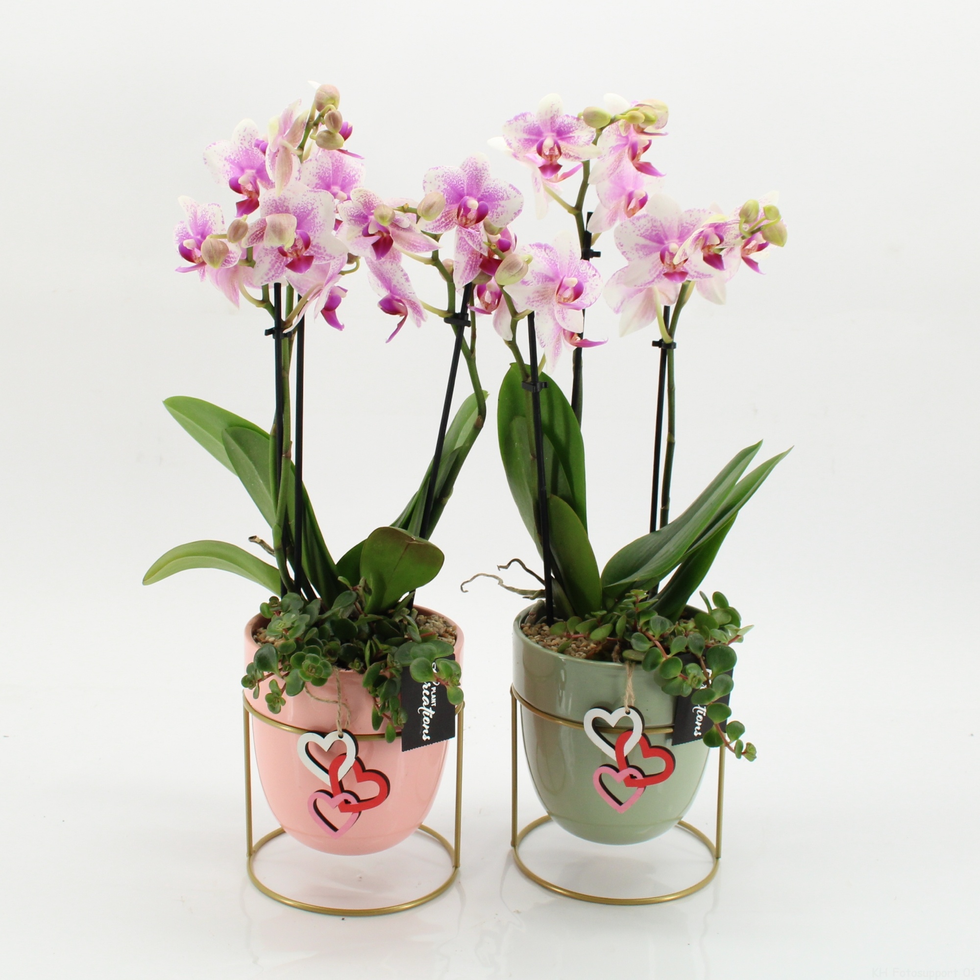 PHALRM-2601RZ M Romantic Phalaenopsis, D 13