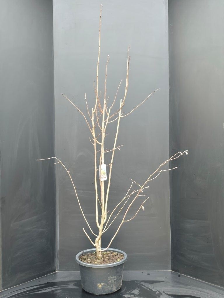 Corylus 'Rode Zellernoot', D 38