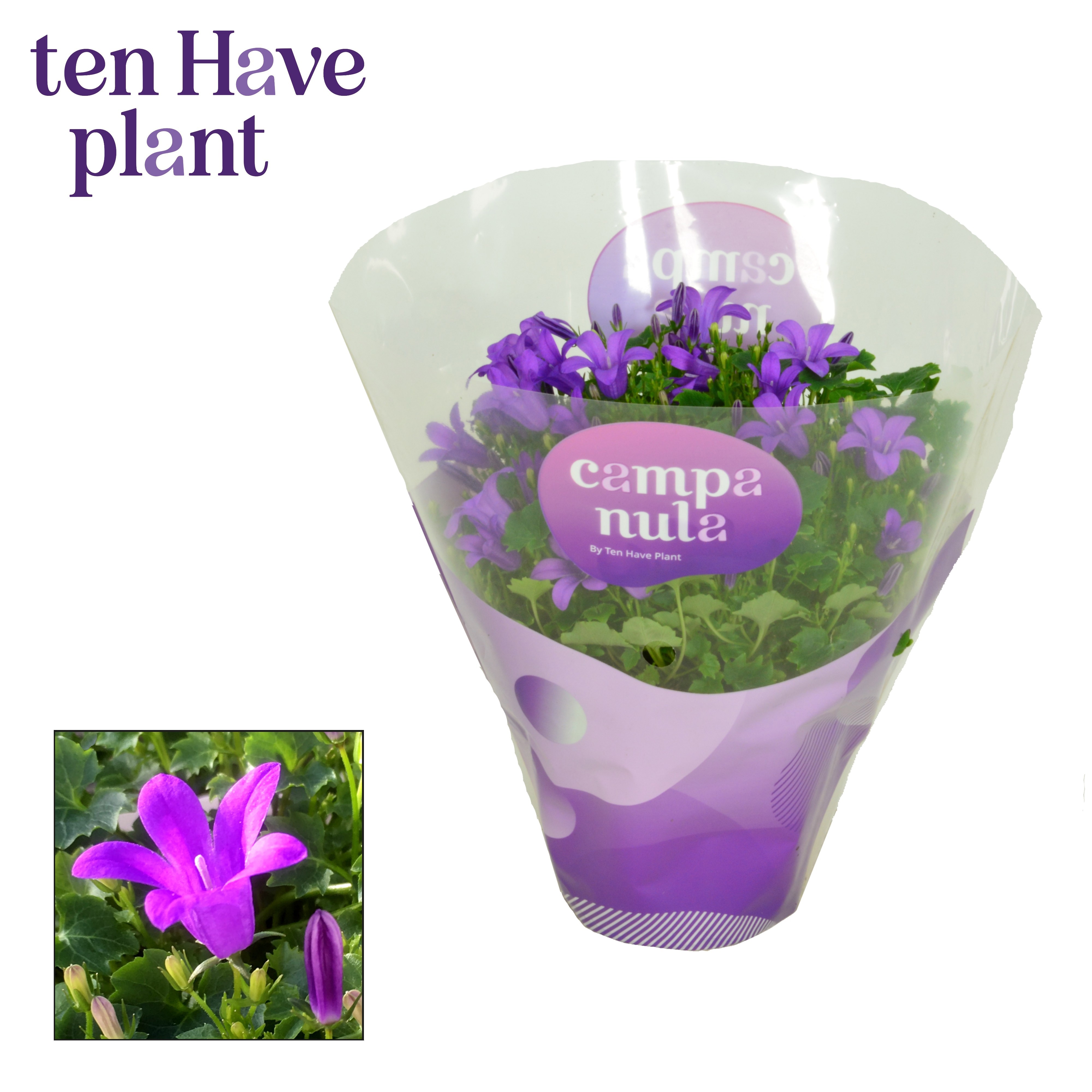 Campanula Porto Longlife in Hoes, D 11