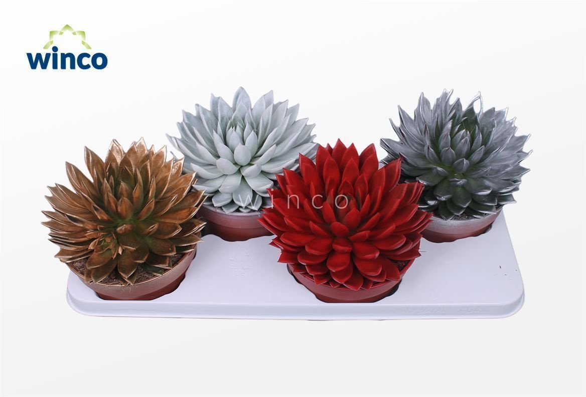 Echeveria Agavoides Paint Christmas Mix, D 17 cm