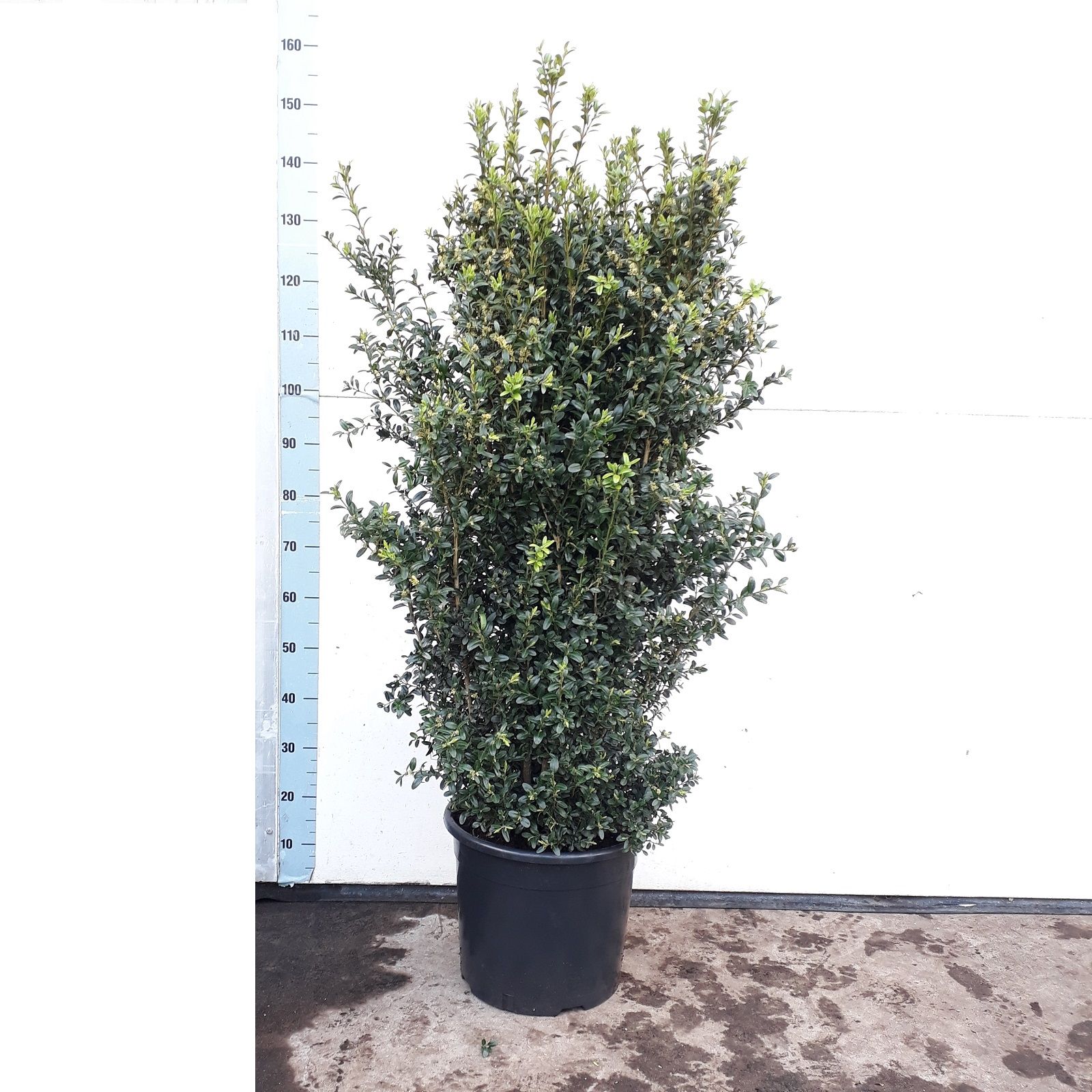 Buxus Sempervirens 100-120cm struik, D 35