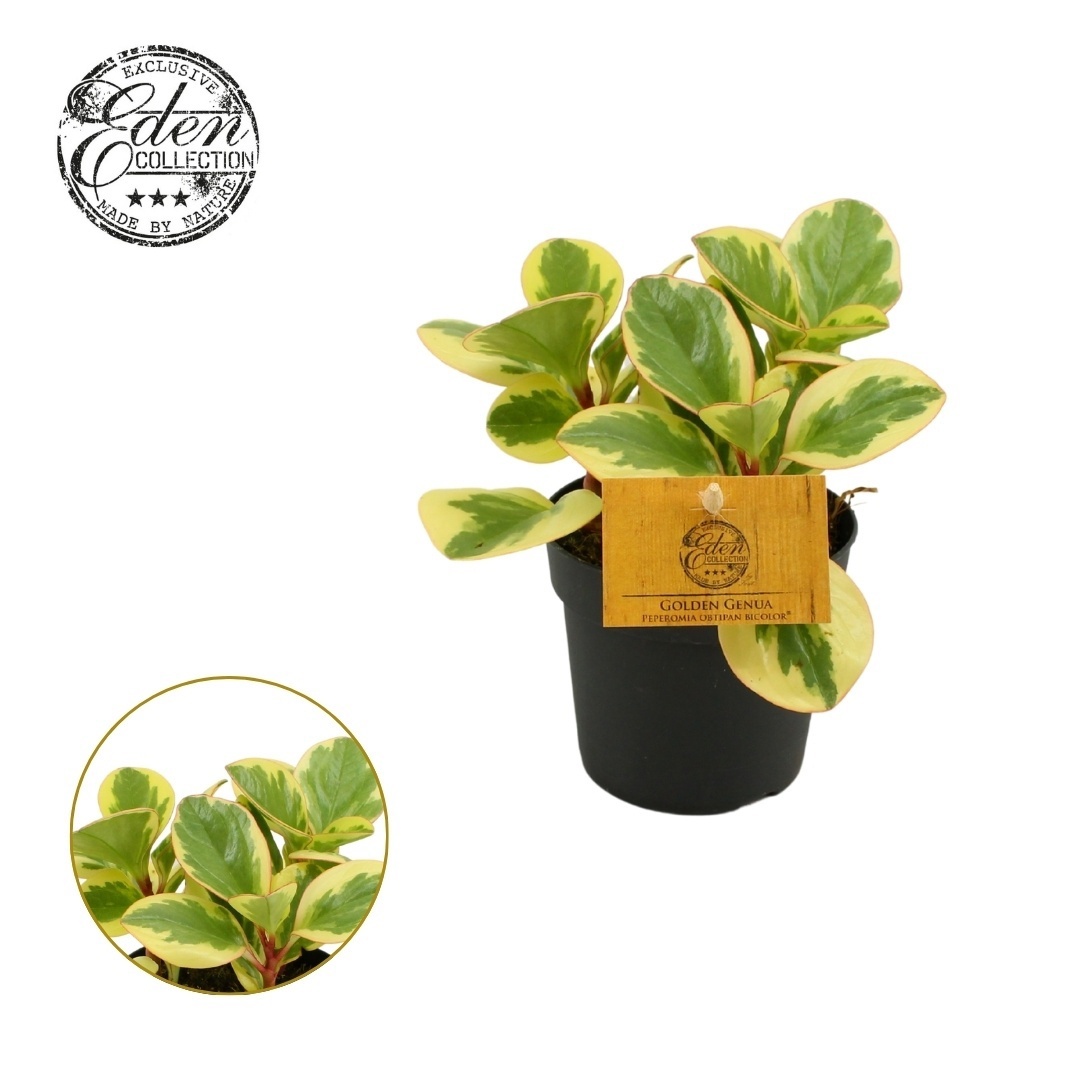 Peperomia Obtipan Bicolor 12cm, D 12