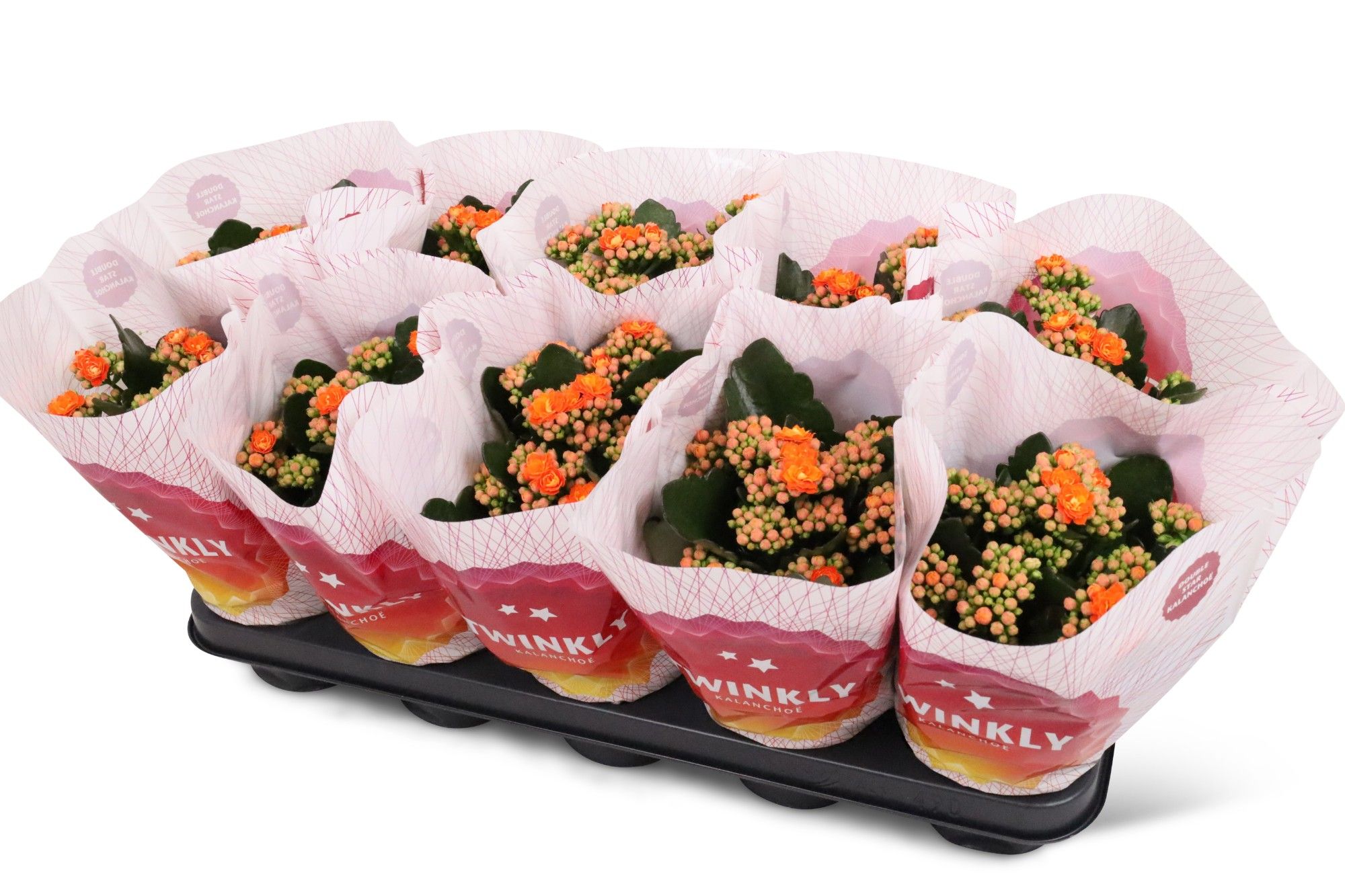 Kalanchoë Perfecta Orange Twinkly hoes, D 12