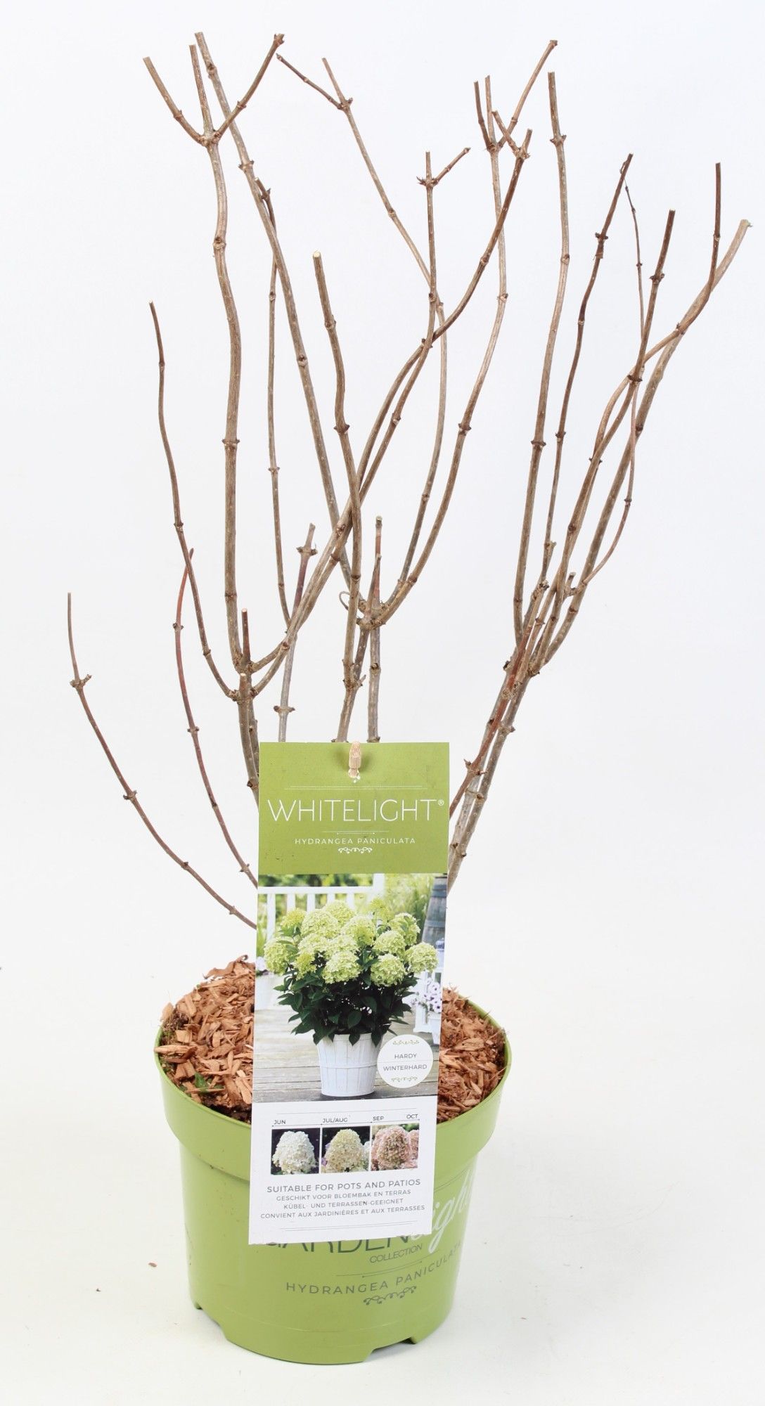 Hydrangea Paniculata (Gardenlight) 'Whitelight' 17 cm, D 17