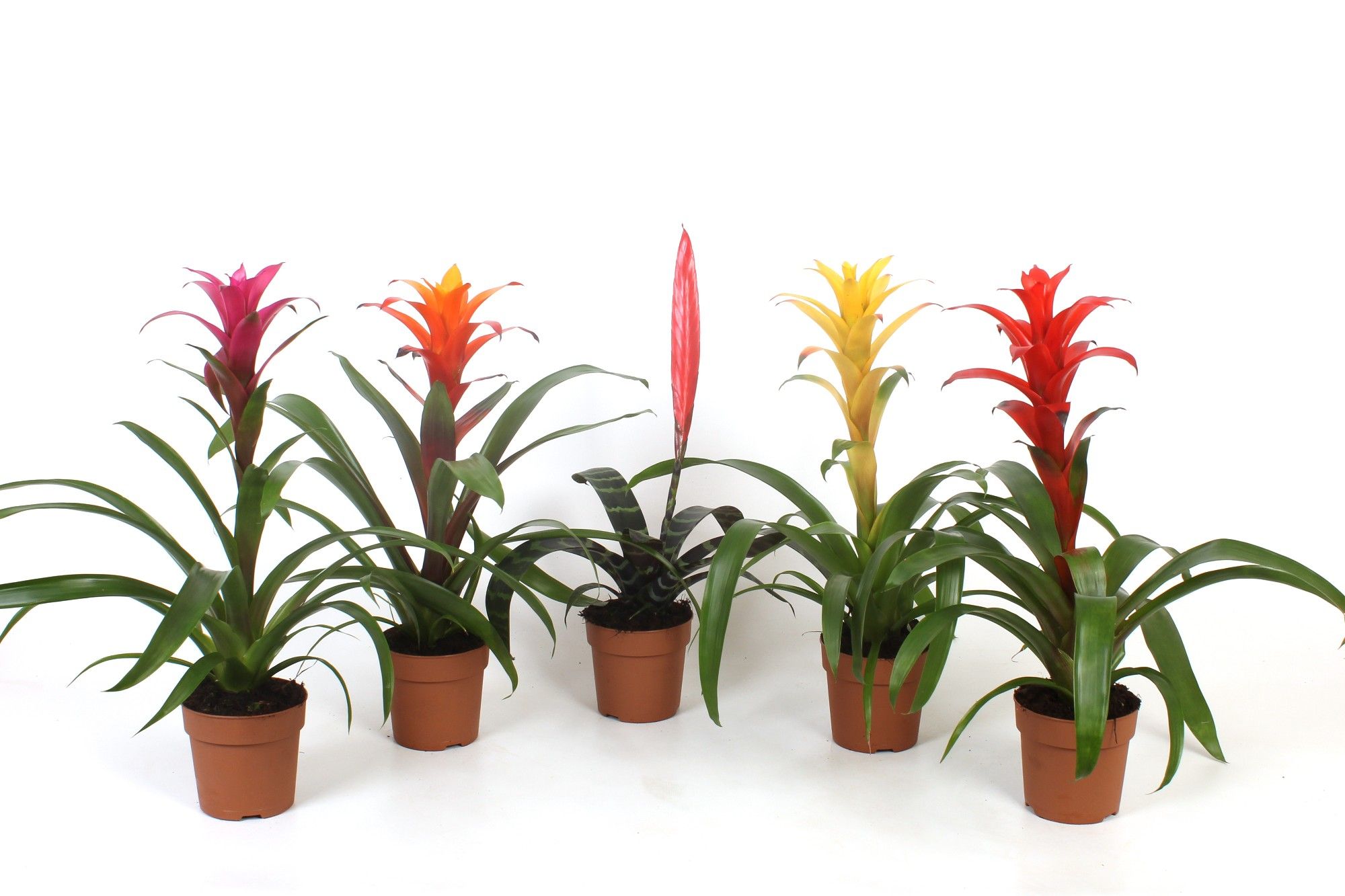 Bromelia mix, D 12