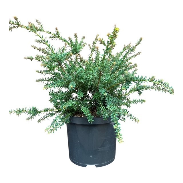Podocarpus lawrencei 'Blue Gem', D 23