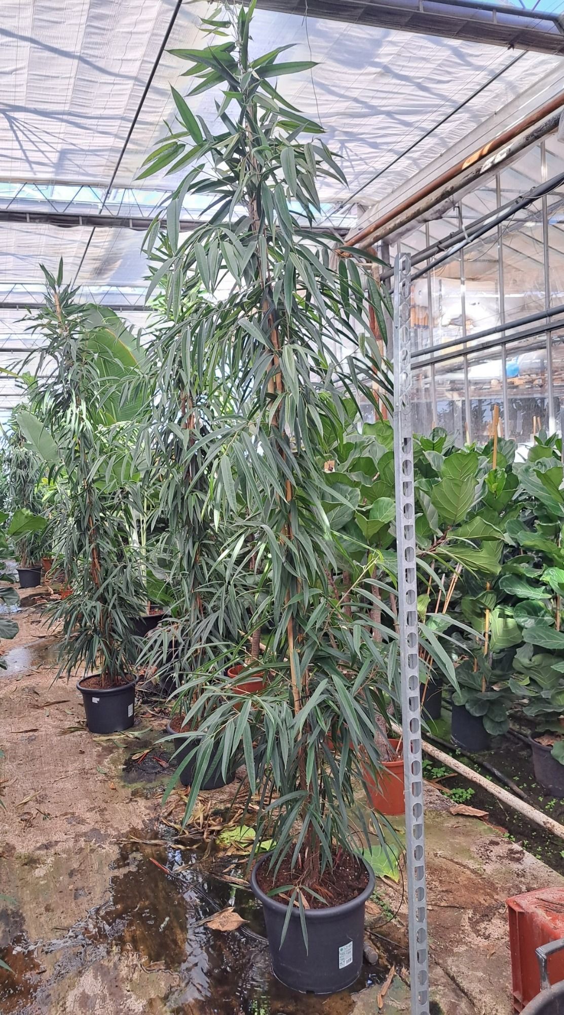 Ficus Alii piramide 350, D 45