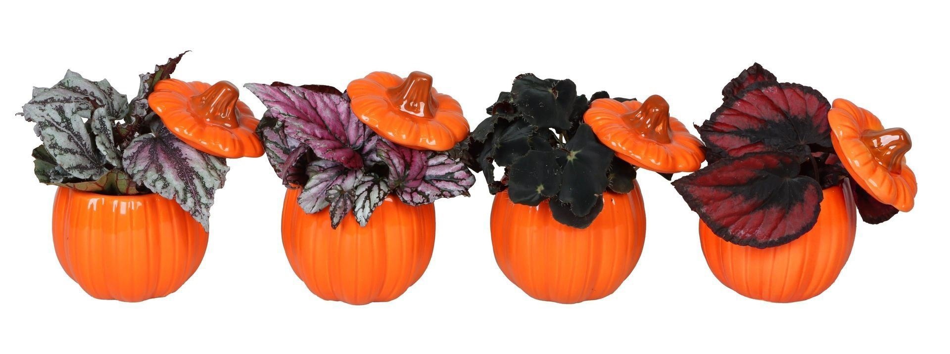 L 66507 With Begonia Rex Mix 6 cm, D 6