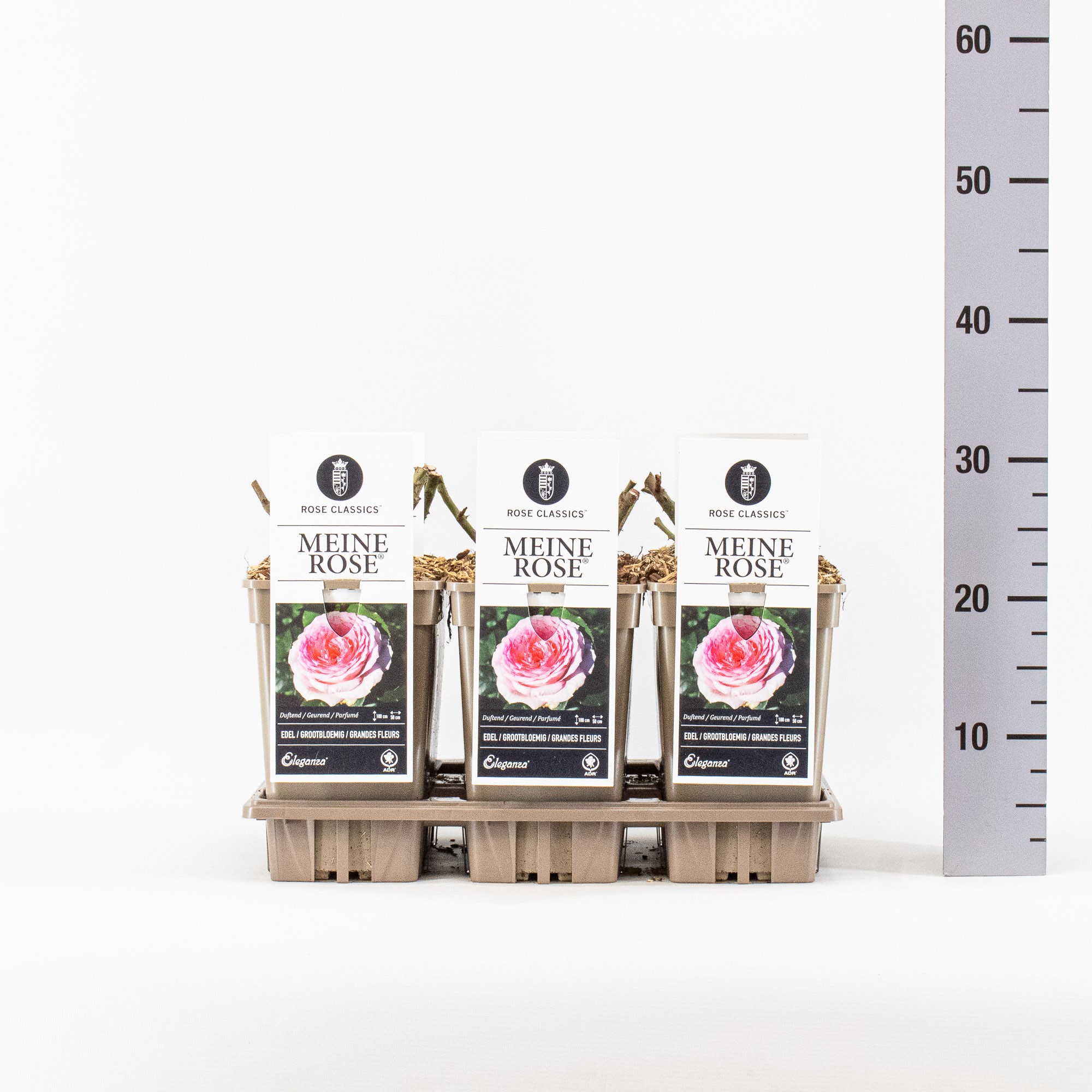 Rosa (TH), Meine Rosen ®, C3, D 17