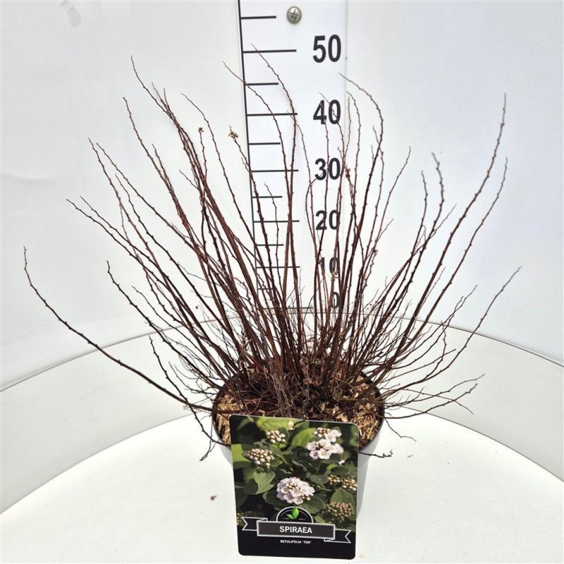 Spiraea betulifolia 'Tor', D 29