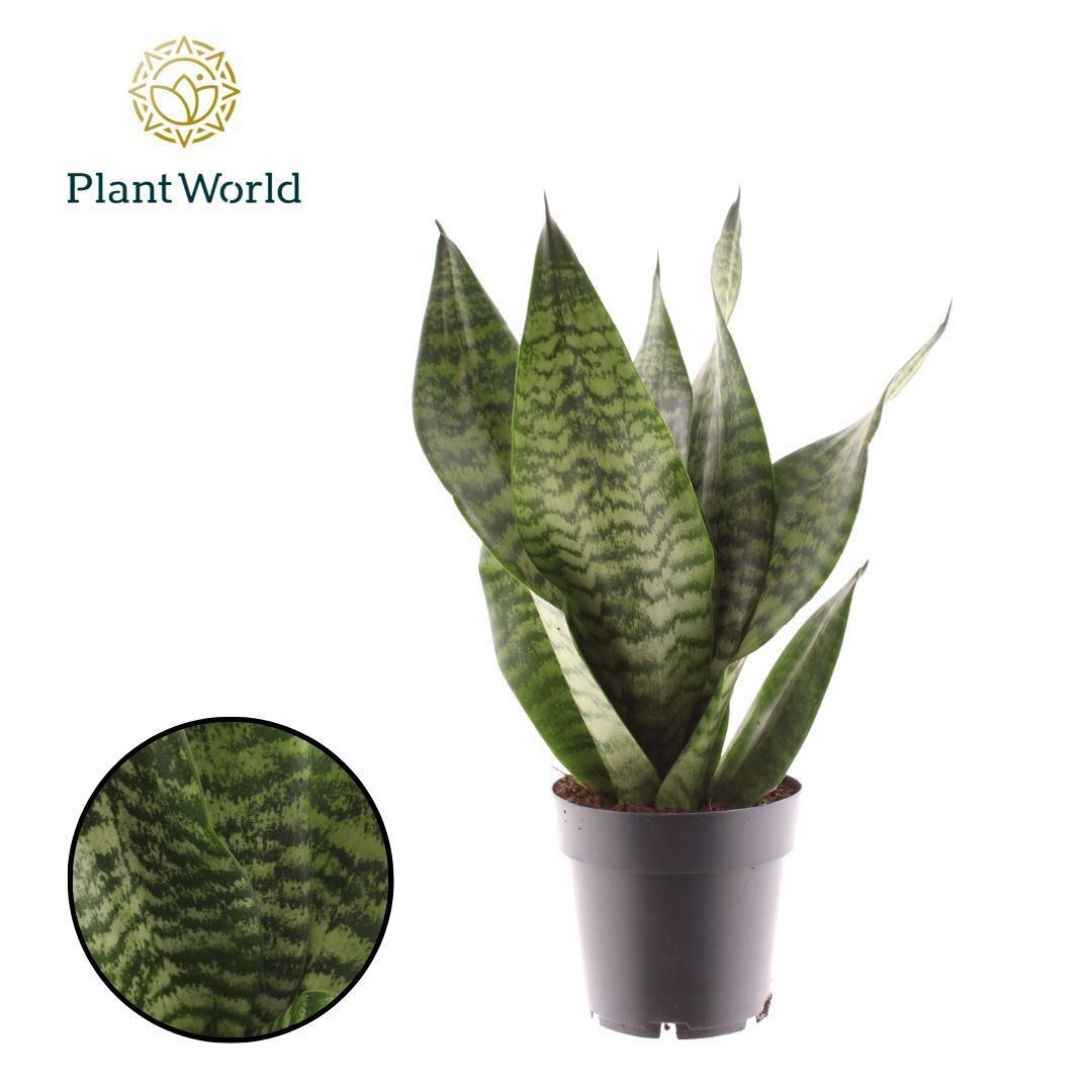 Sansevieria trifasciata ‘Larenzi’ P14, D 14