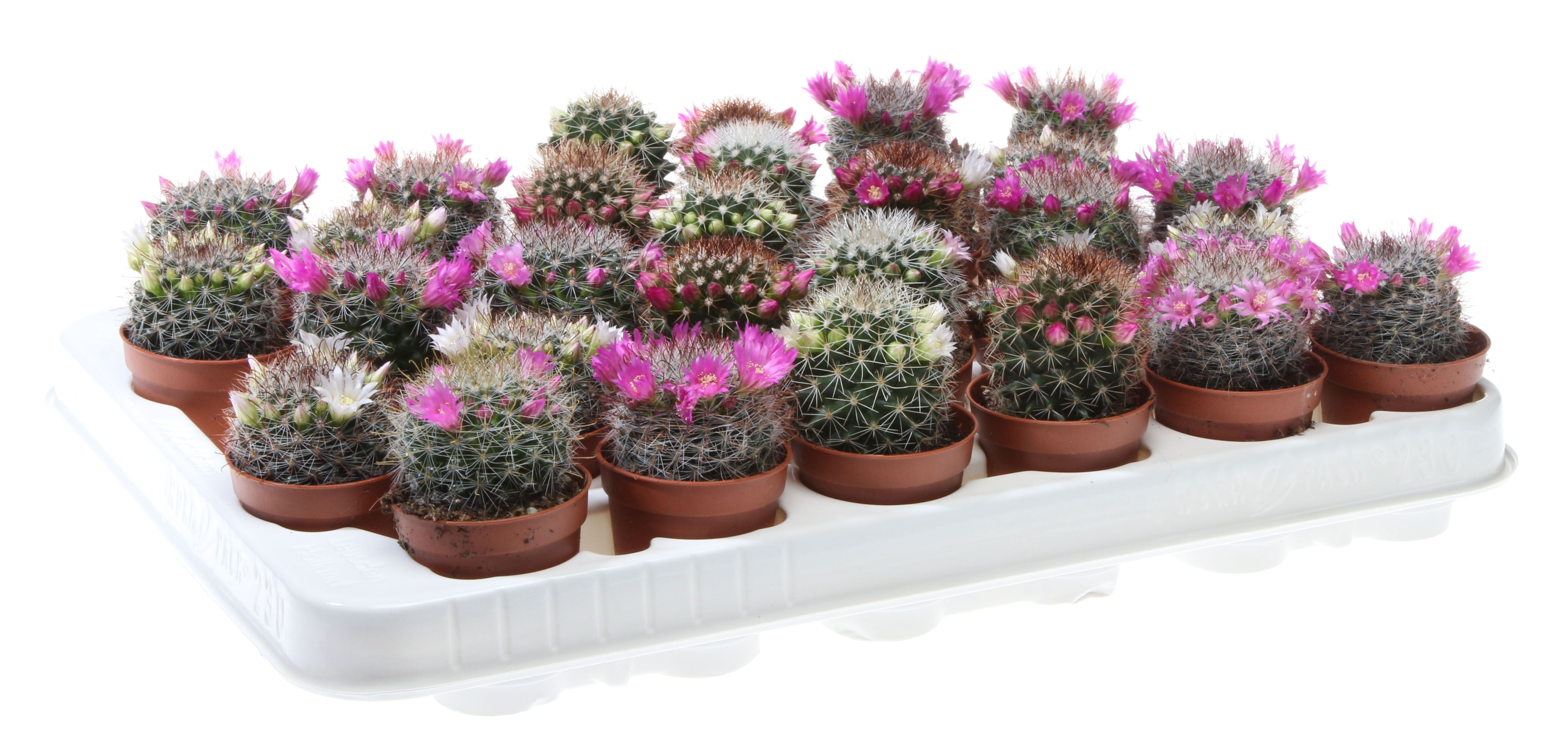 Mammillaria bloei mix, D 5,5