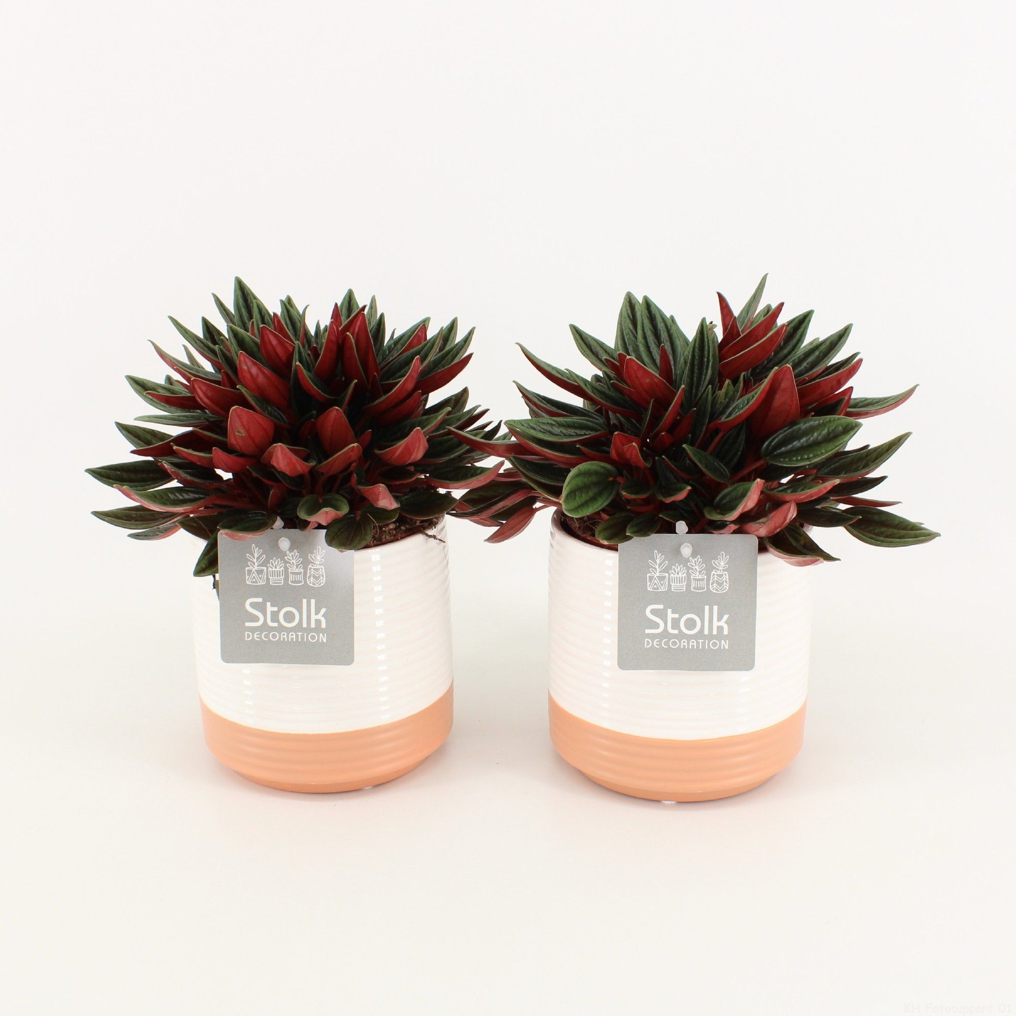 Peperomia Rosso in Milou Keramiek, D 13