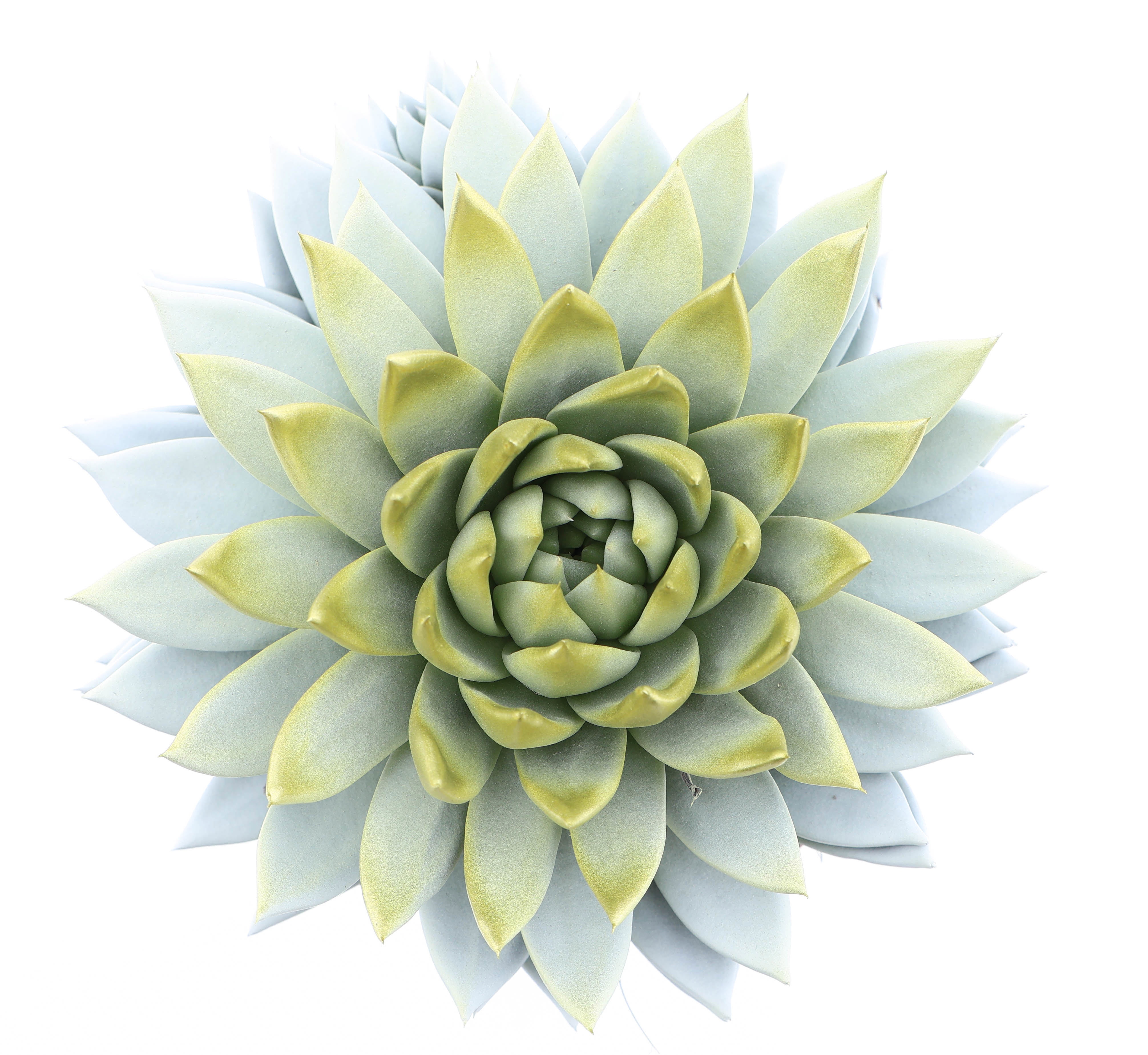 Miranda white + gold tips, D 17