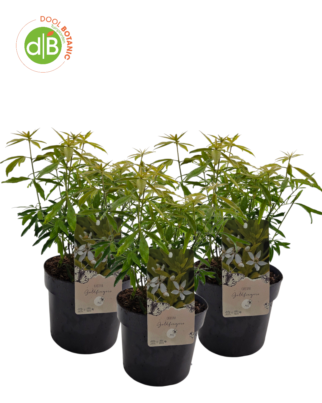 Choisya ternata 'Goldfinger', D 19