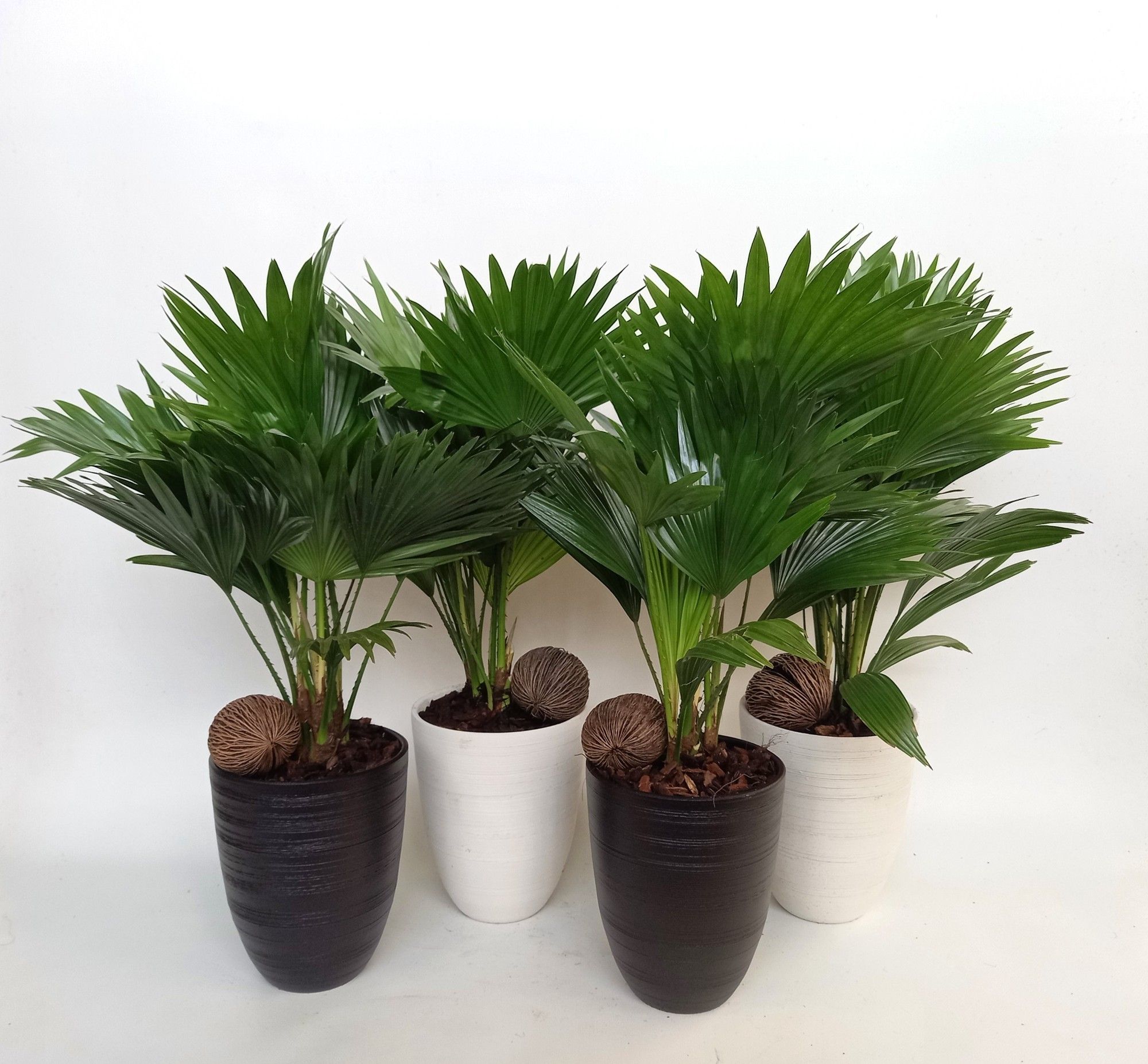 Livistona 830 mix Praag, D 14