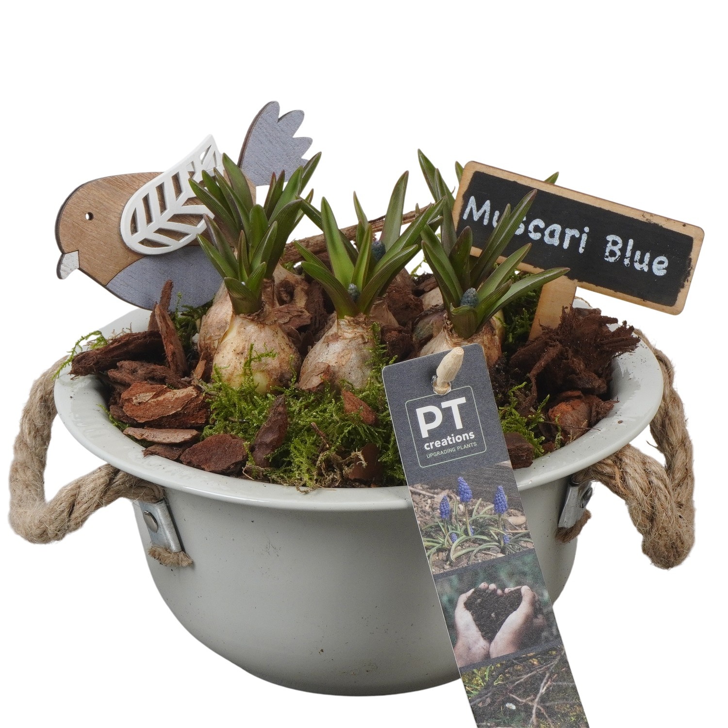 PTMB6114 Arrangement Muscari Blue in zink schaal, D 18