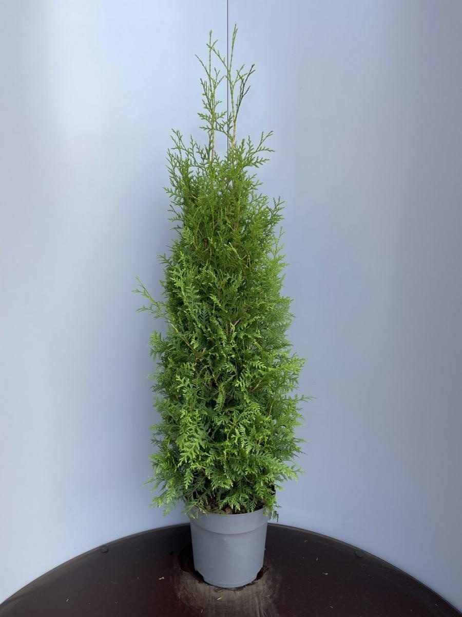 Thuja occ. 'Brabant', D 29