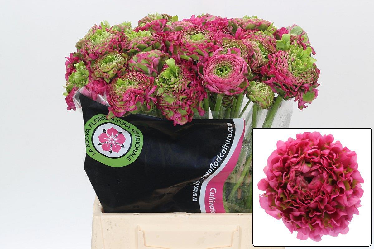 Ранункулус Овериг 45, шт.