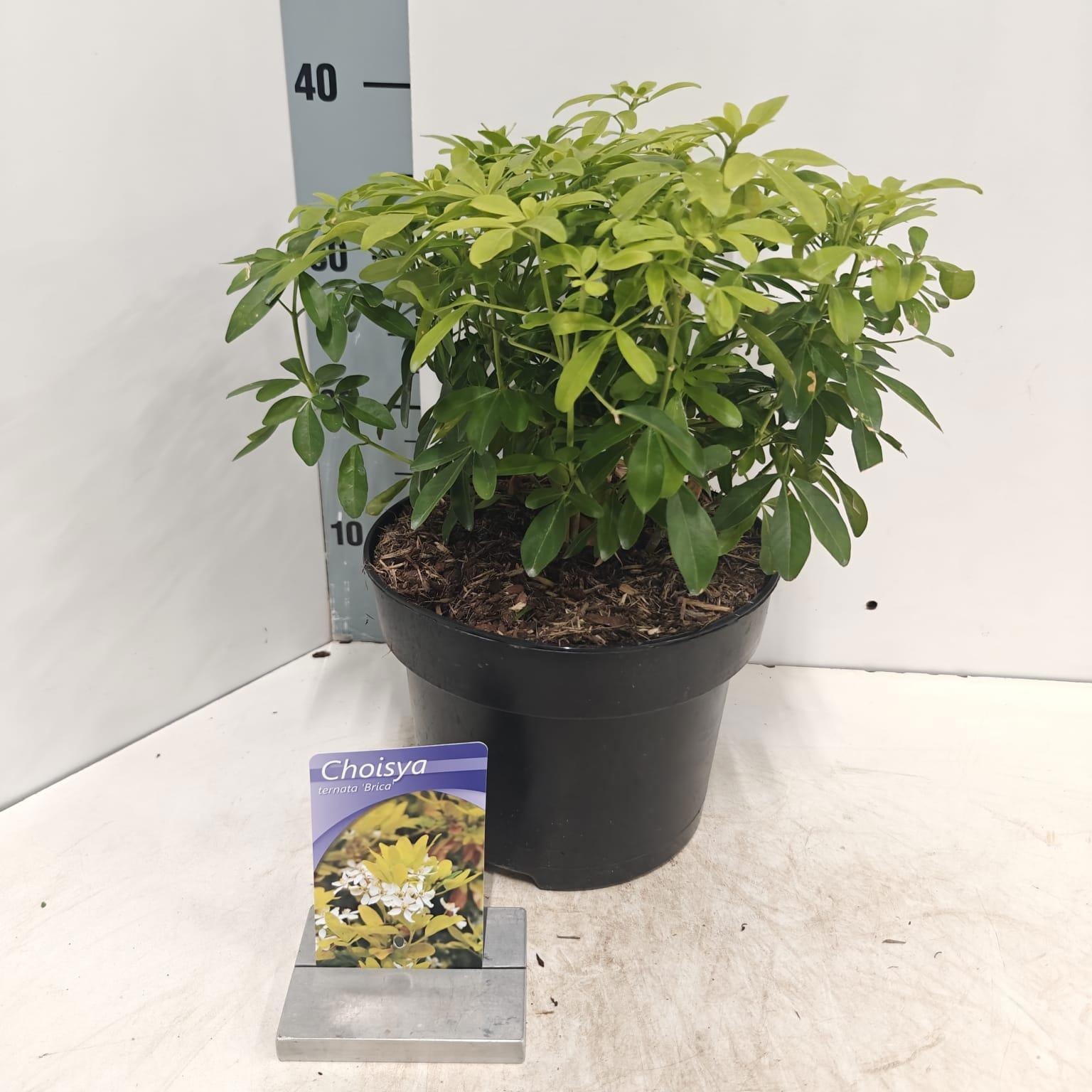 Choisya ternata ‘Brica’ (Lich), D 23