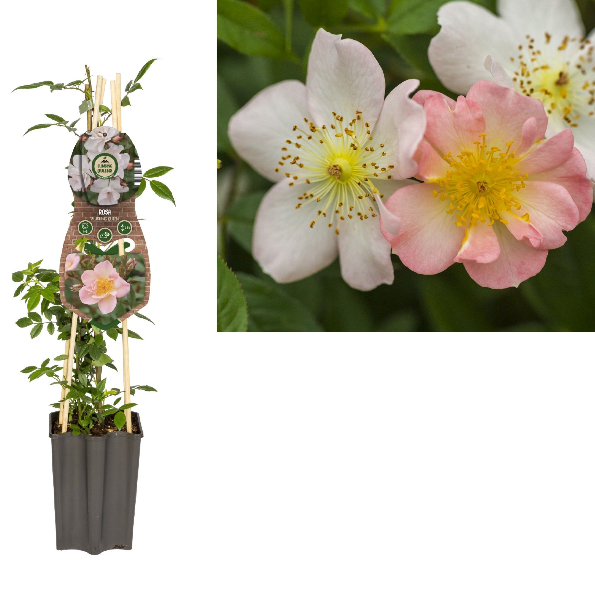 Rosa 'Blushing Queen' +3.0 label, D 15