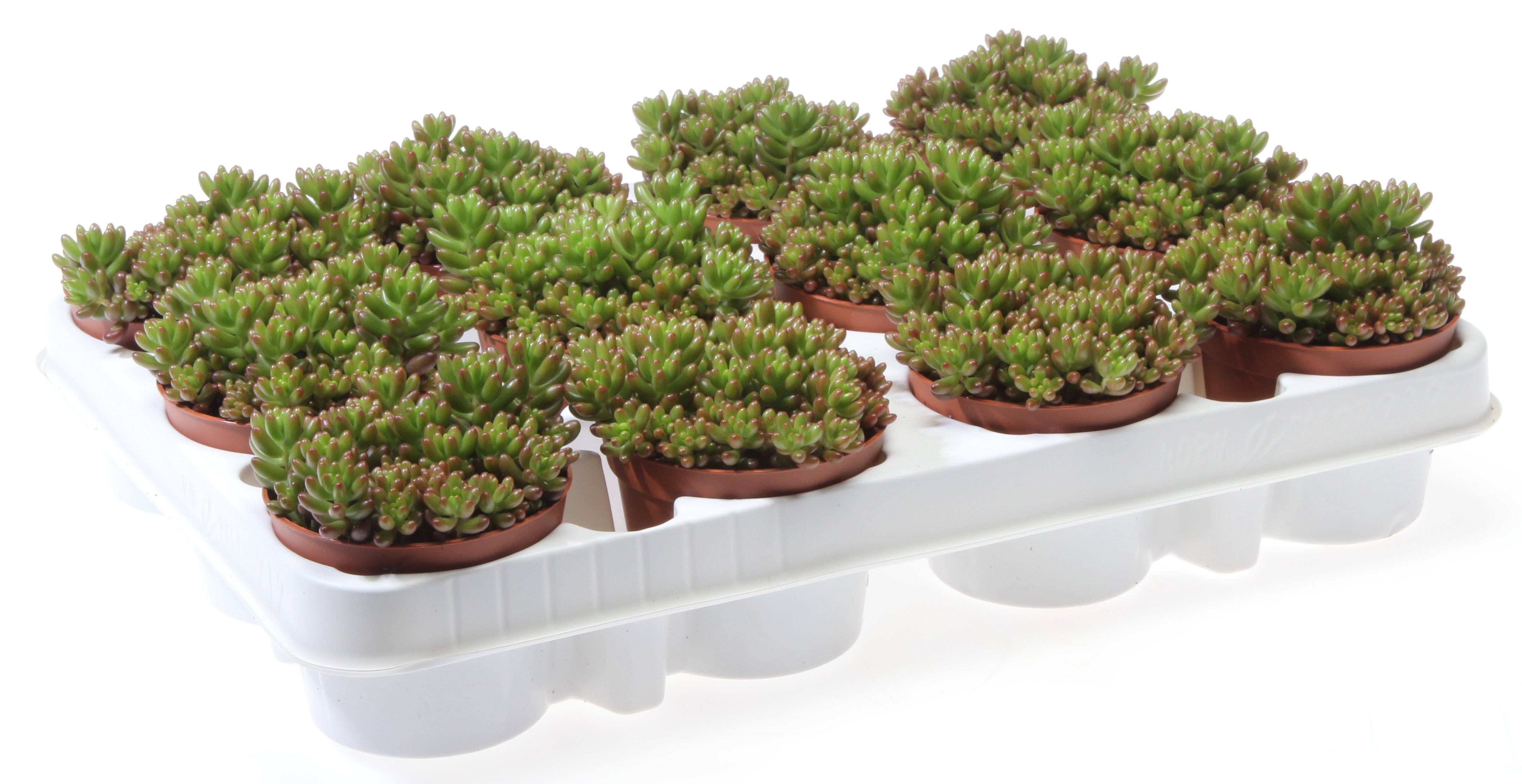 Sedum rubrotinctum, D 8,5