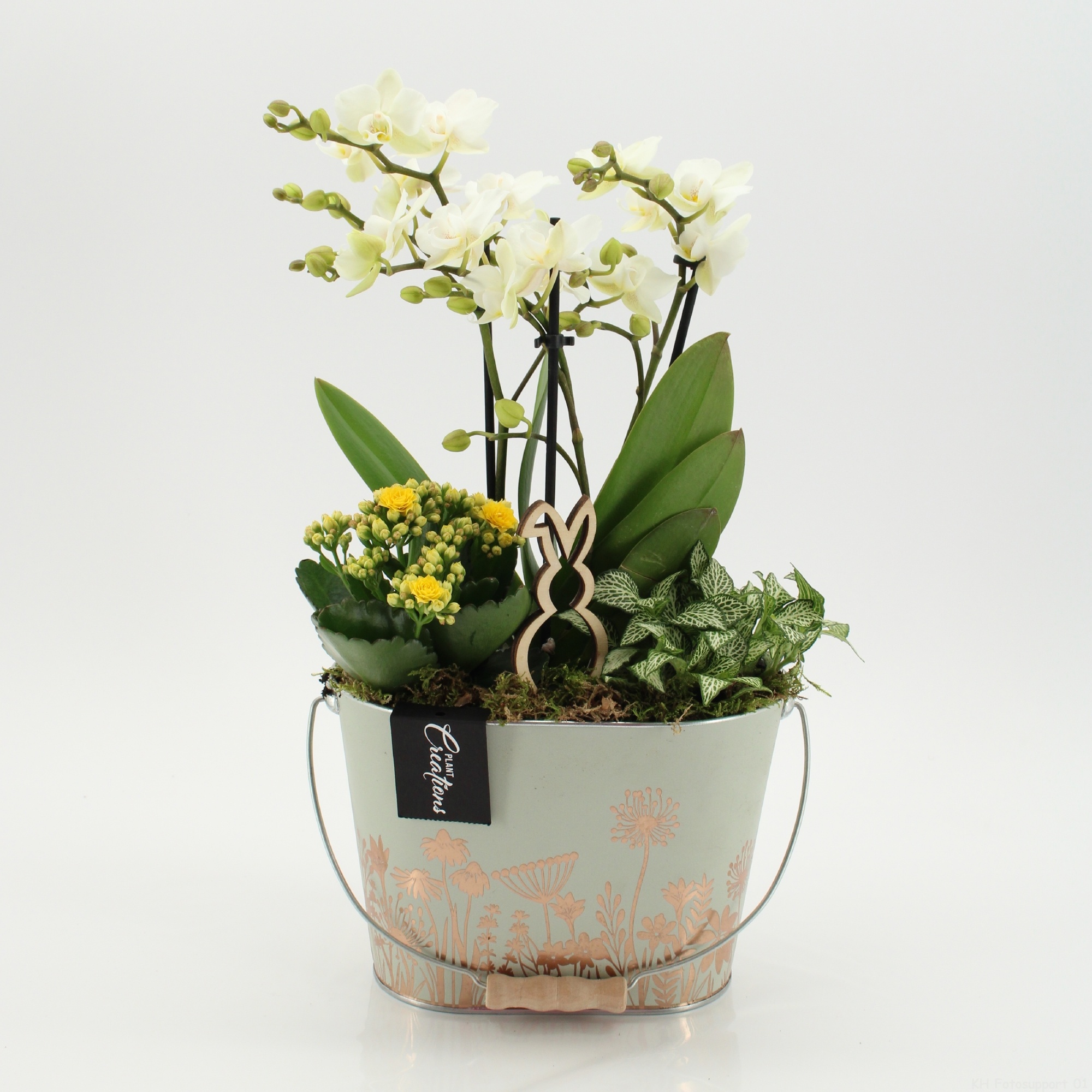 PHALPS-2605W Easter Phalaenopsis, D 20