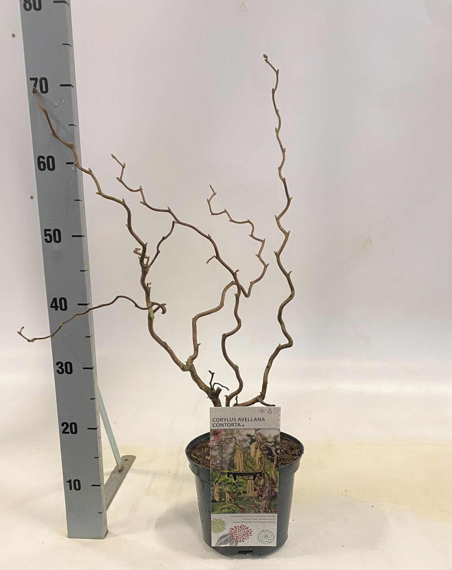 Corylus avellana 'Contorta', D 19