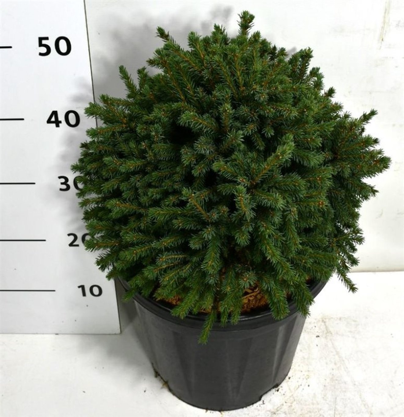 Picea gl. 'Echiniformis', D 32