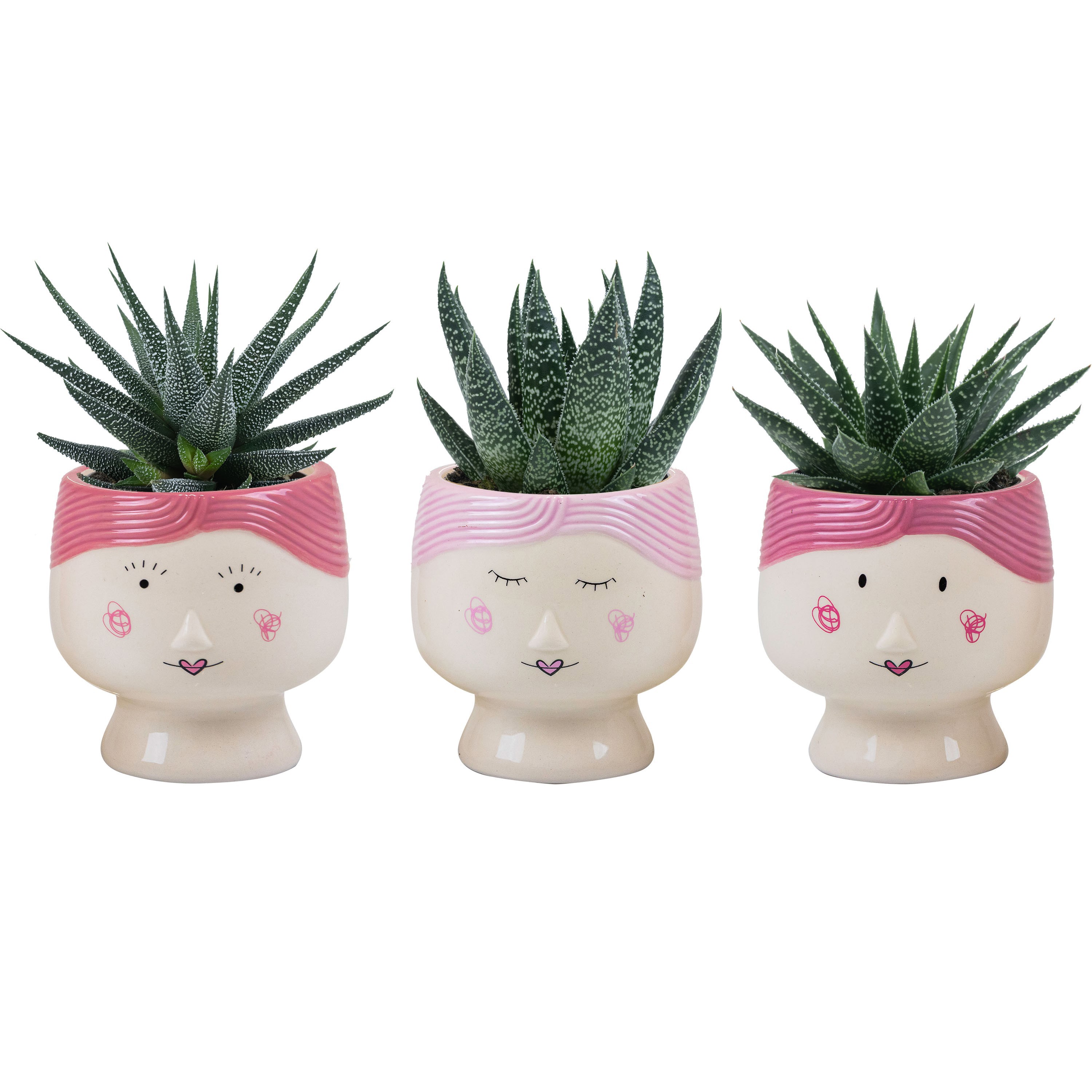 Mama Dukes with Succulent mix, D 6