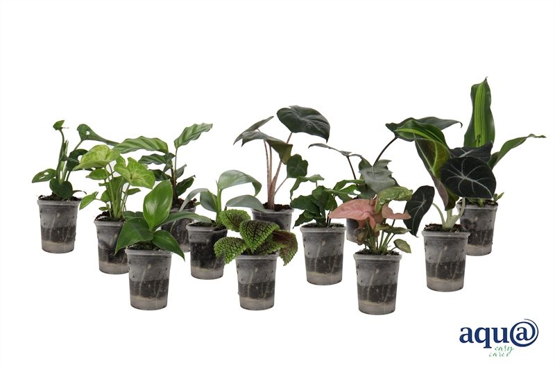 Baby Green p06 mix Aqu@, D 6