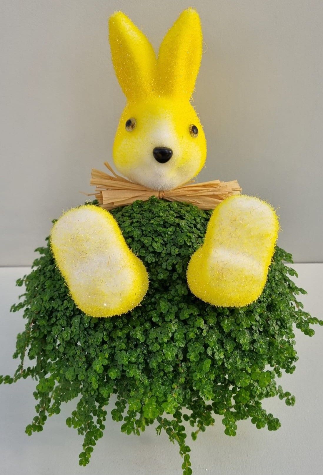 P78 Haas strik geel, D 13