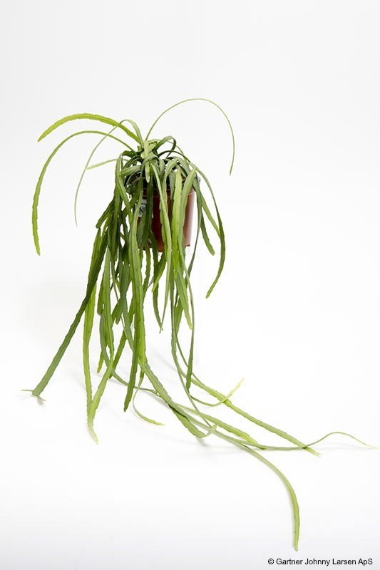 LEPISMIUM BOLIVIANUM, D 11