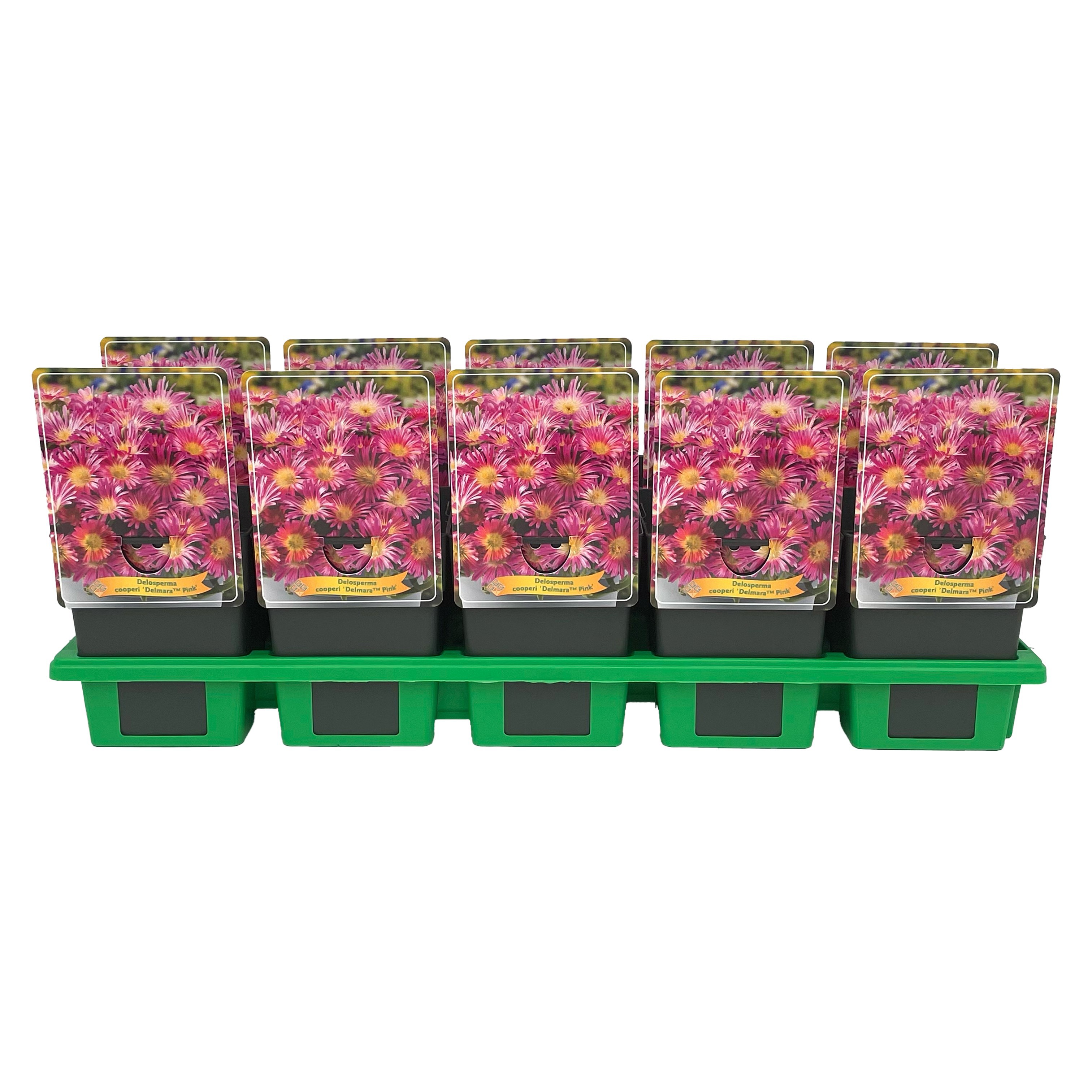 Delosperma cooperi Delmara 'Pink' P11, D 11