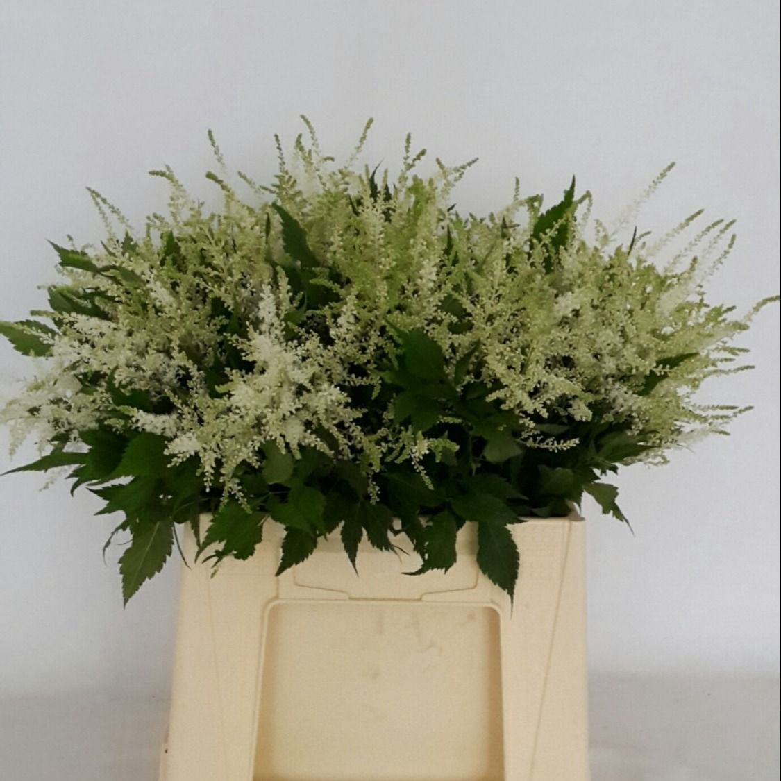 Астильба Вашингтон 45, шт.