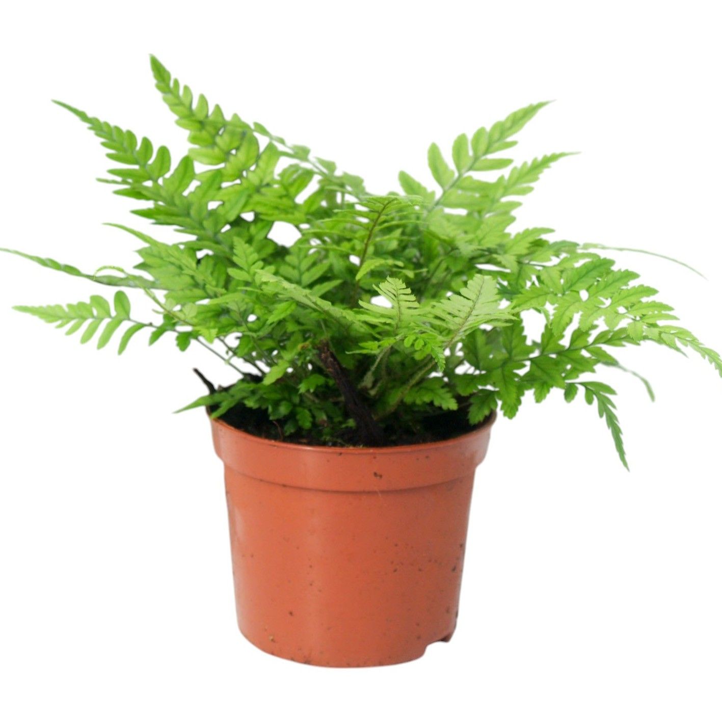 Athyrium Spicatum (compact) - De varen voor binnen en buiten!, D 8,5