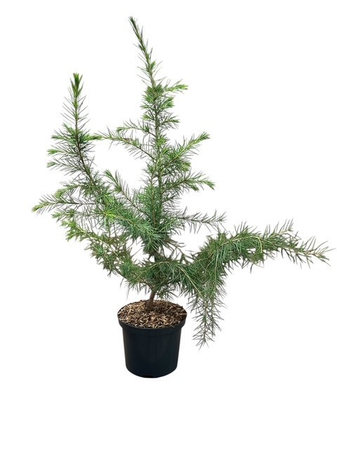 Cedrus deodara, D 18