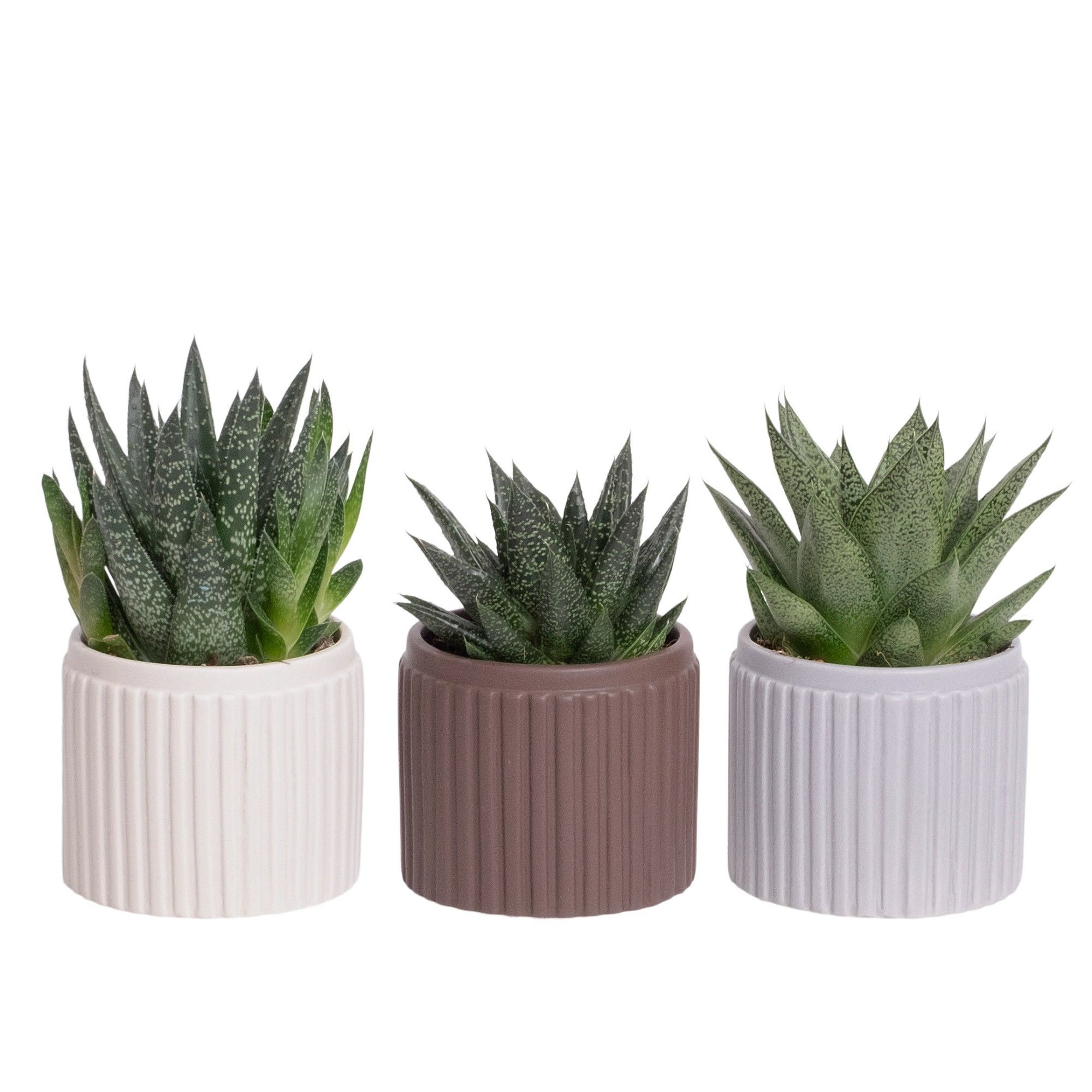 Line with Succulent mix, D 9