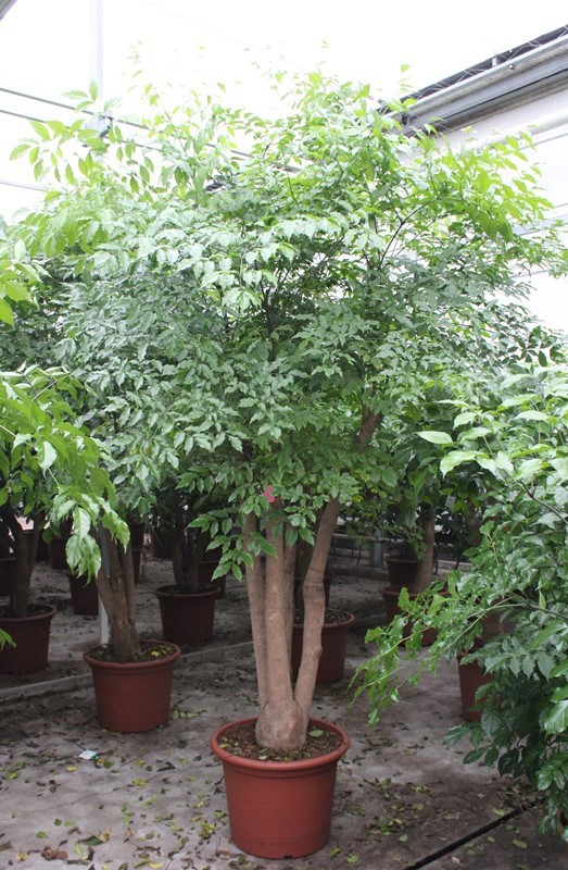 Heteropanax chinensis, D 60