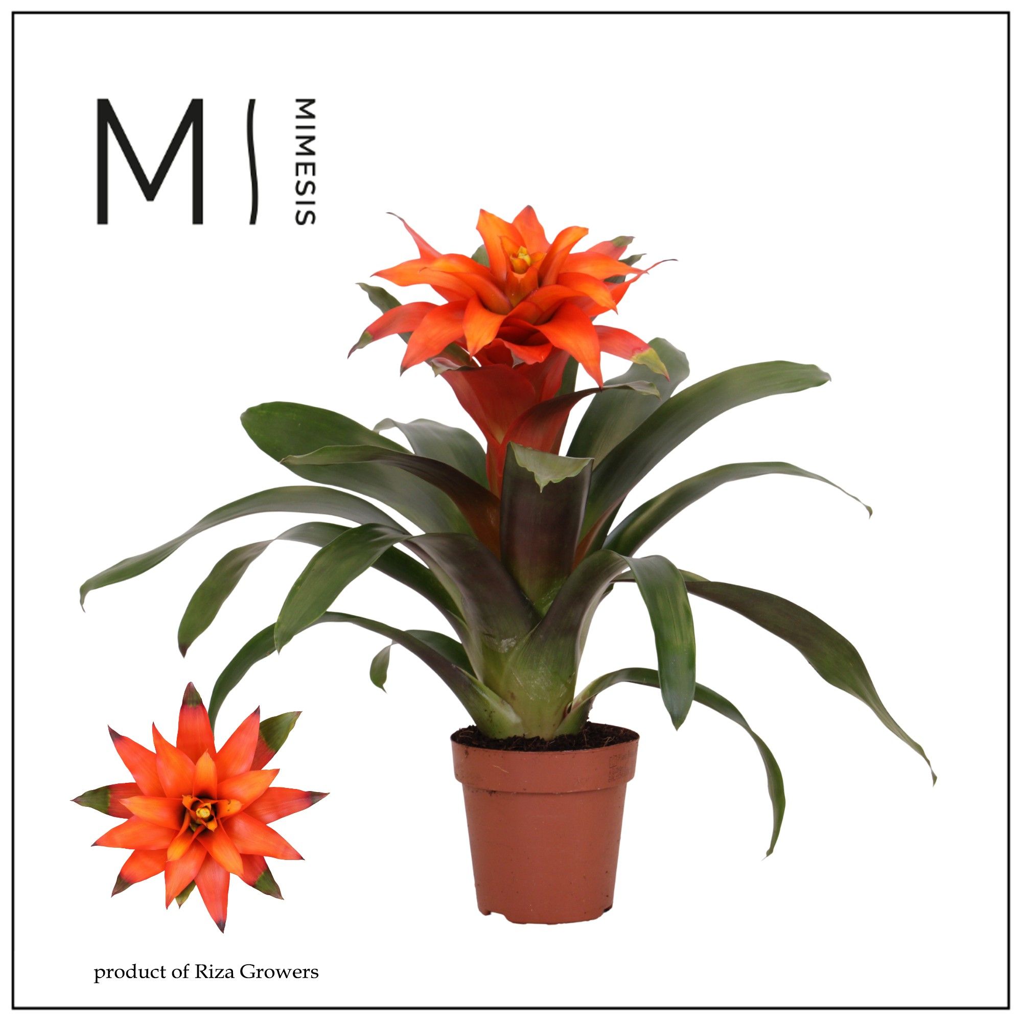 Guzmania Fiero Orange - 12cm | Mimesis, D 12