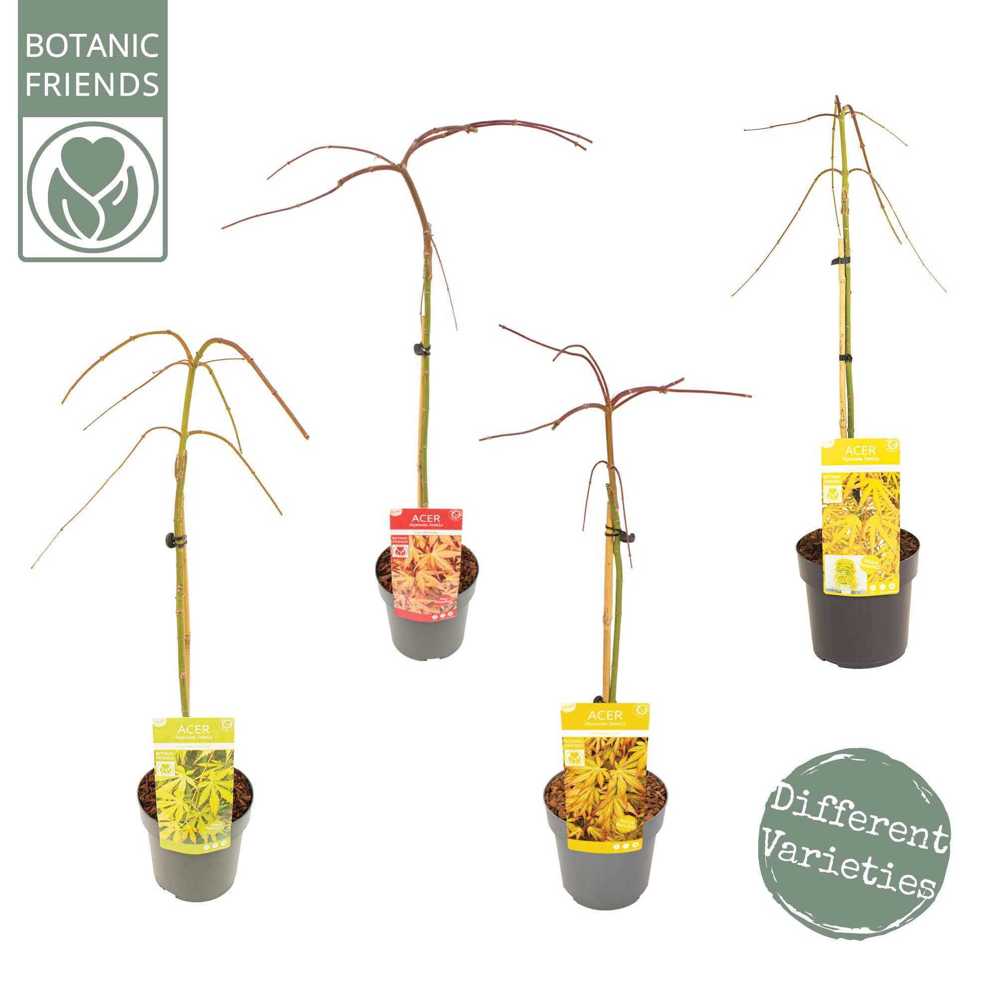 Acer palm. Cascade Mix, D 19