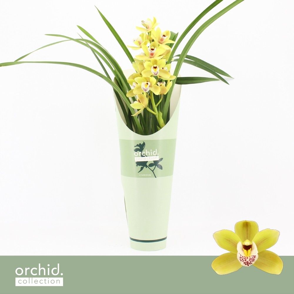 Cymbidium, Anna 1-spike P14 'Orchid Collection' Potcover, D 14