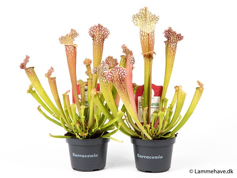 SARRACENIA LEUCOPHYLLA 102 'Compacta', D 9
