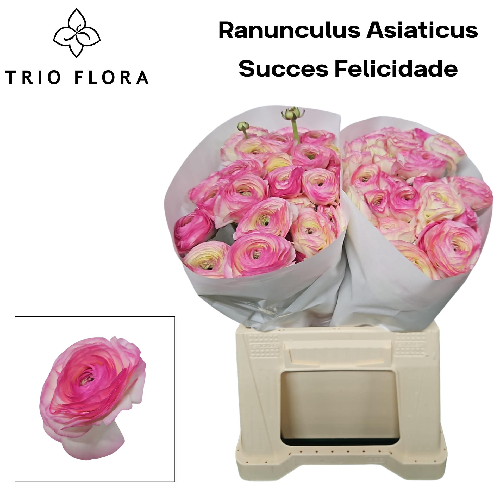 Ранункулус Саксесс Фелисидад 45, шт.