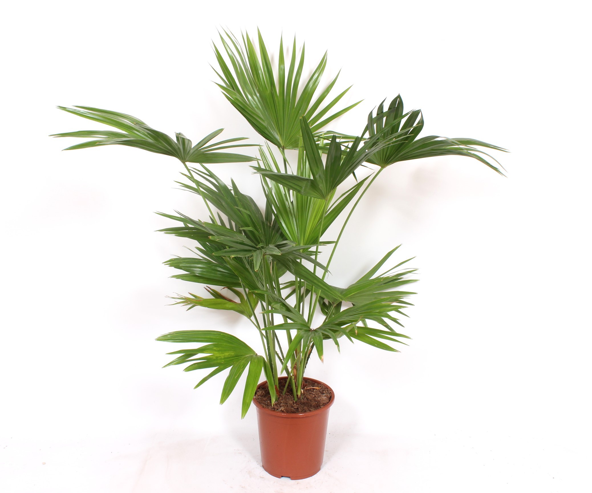 Livistona chinensis, D 27