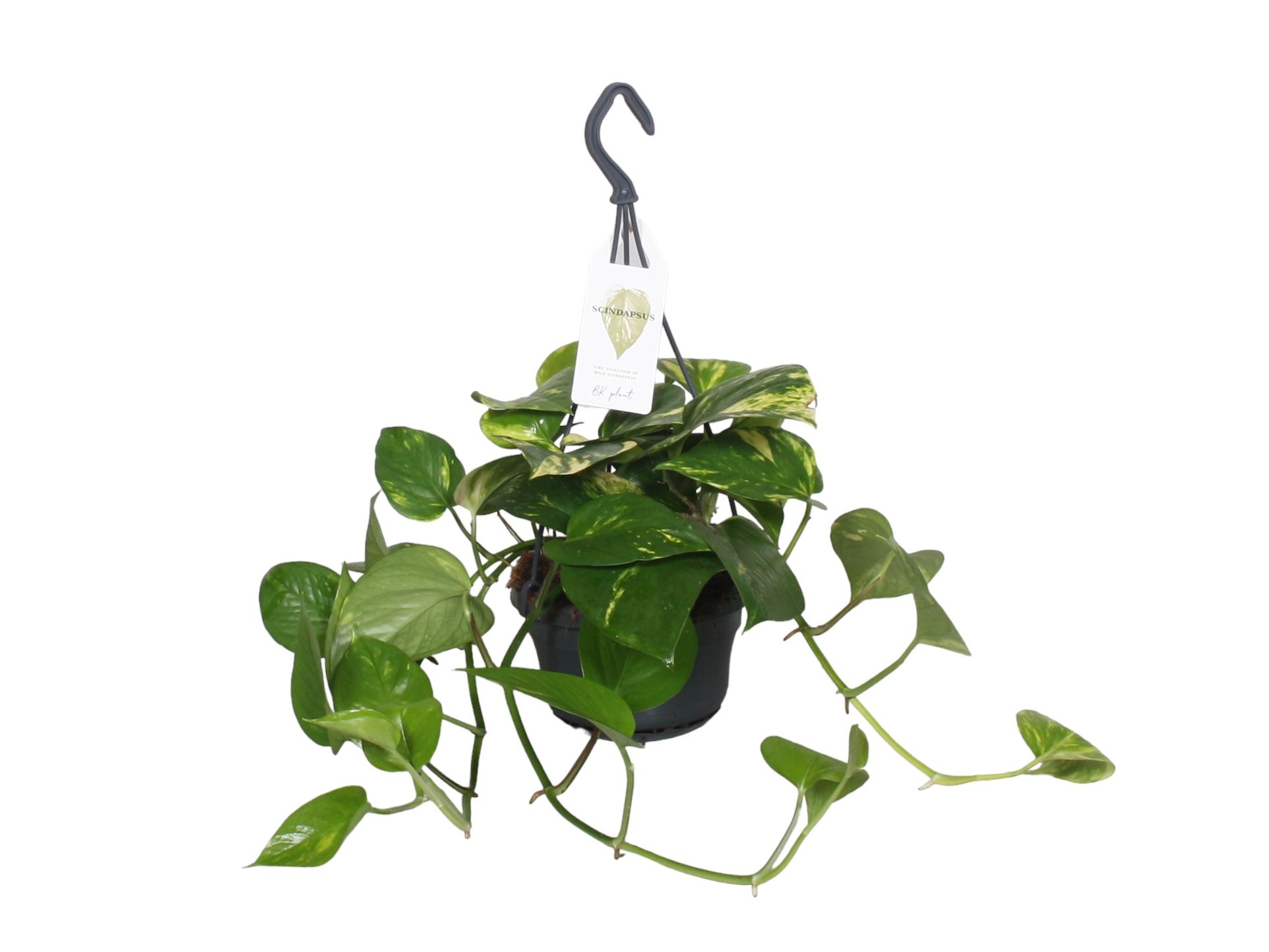Epipremnum Scindapsus hangpot, D 14
