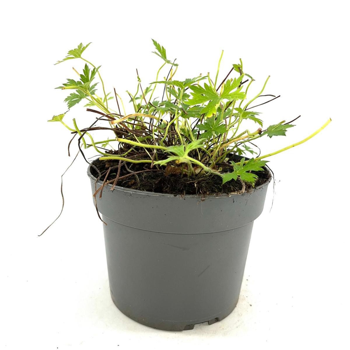 Geranium ox. 'Rose Clair', D 17