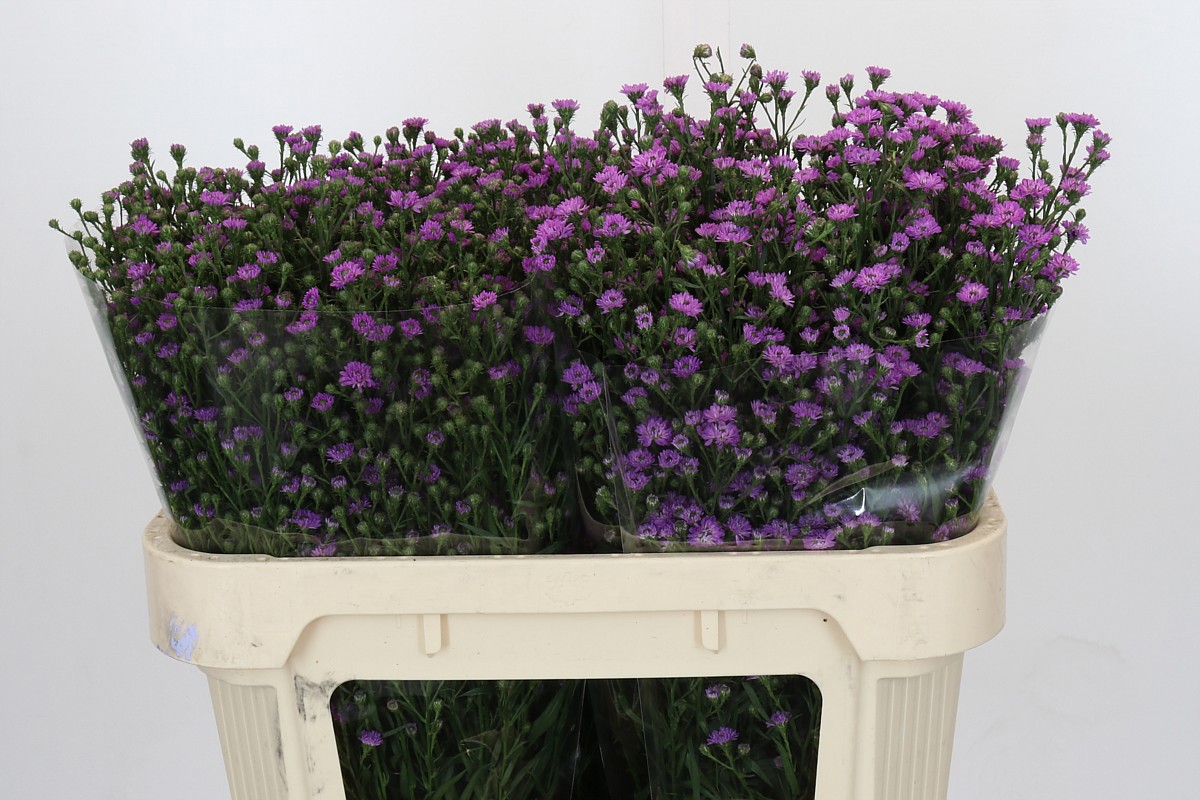 Астер Асти Мини Бэби Пинк 70, шт.